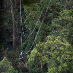 🌳 Forestry Teacher (A0) CBT Test