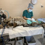 🐾 Animal Health Teacher A0 CBT Test - 75 Questions