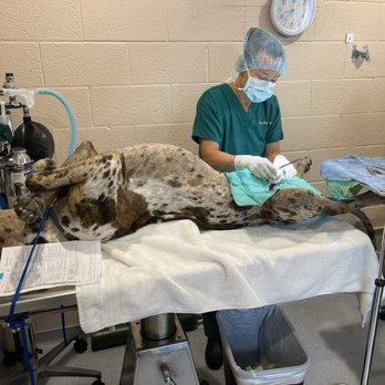 🐾 Animal Health Teacher A0 CBT Test - 75 Questions