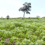 🌾 Agriculture Teacher (A0) CBT Test