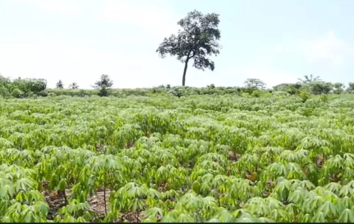 🌾 Agriculture Teacher (A0) CBT Test